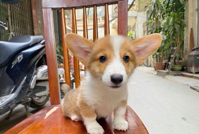 Bạn đang tìm 1 chú cún đáng yêu chứ ?Corgi đi !