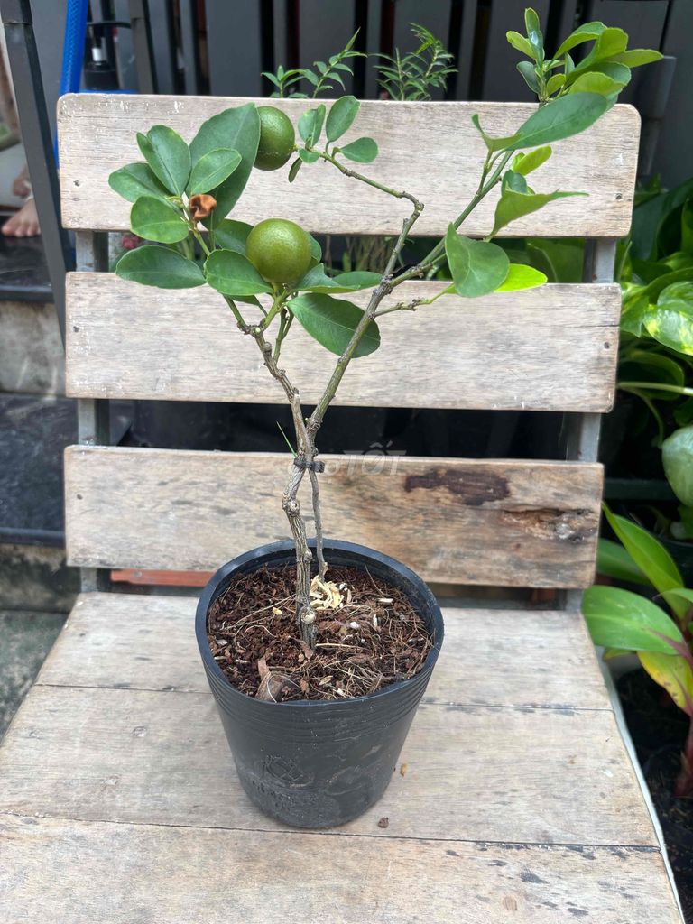 Cây tắc Mini. Mua bán Cây cảnh, đồ trang trí tại Quận Bình Tân Tp Hồ Chí Minh được đăng bởi Thuận Phát hình 1
