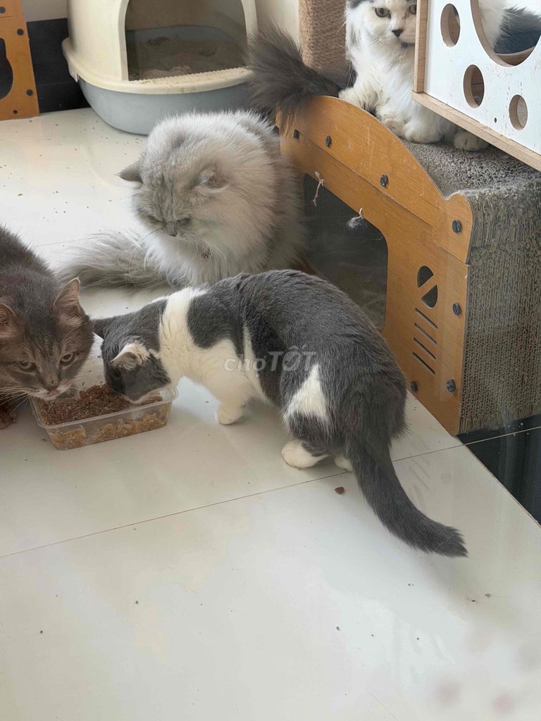 Mèo chân lùn Xám trắng tiêm ngừa đầy đủ. Mua bán Mèo tại Quận Ninh Kiều Cần Thơ được đăng bởi Sơn Quách hình 1