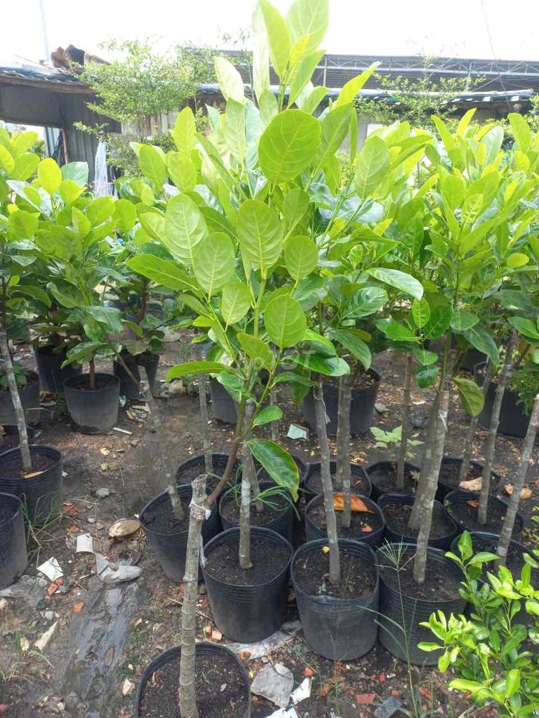 Mít thái siêu sớm thuần chậu cây khỏe đẹp cao 1m5. Mua bán Cây cảnh, đồ trang trí tại Quận Gò Vấp Tp Hồ Chí Minh được đăng bởi Vườn Kiểng Nhà Nị Ny hình 1