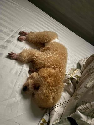 Tìm chủ mới cho 2 bé Poodle - 134519957