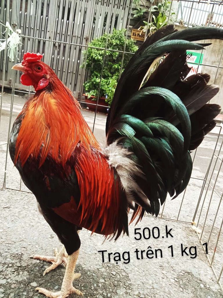 1 kg 1 hơn gà zin ae hợp lh nha