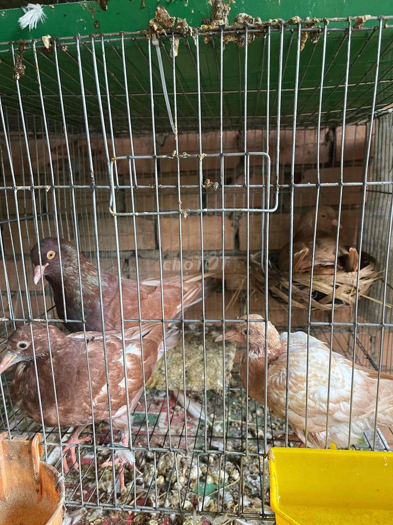 Bồ câu gà. Mua bán Chim tại Thành phố Long Khánh Đồng Nai được đăng bởi Thanh Đoan hình 2