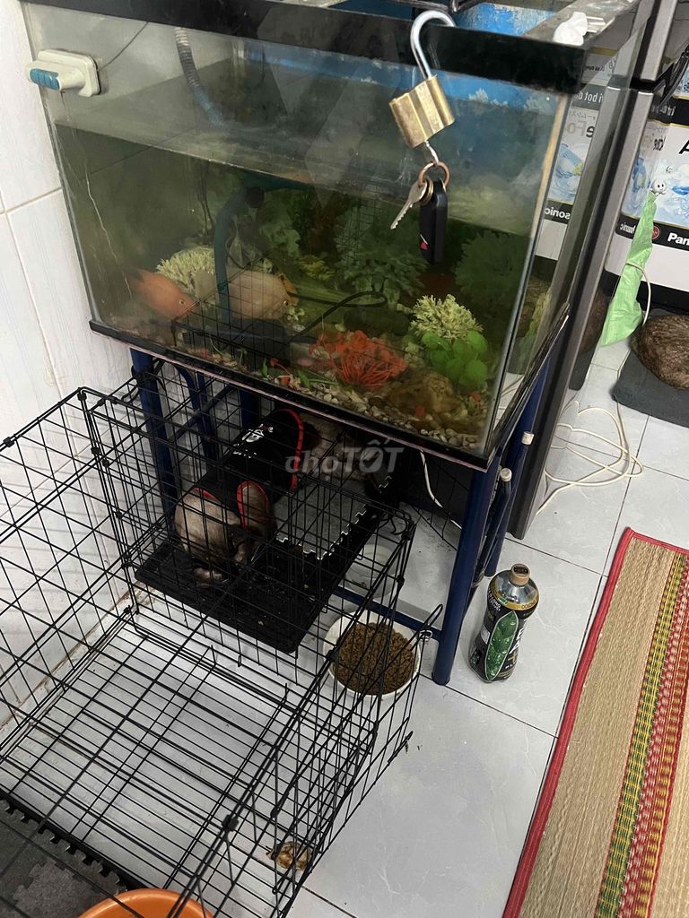 cá hồng két size to tặng con nhỏ luôn với cá chép. Mua bán Phụ kiện, Thức ăn, Dịch vụ tại Huyện Hóc Môn Tp Hồ Chí Minh được đăng bởi tan dat thach hình 4