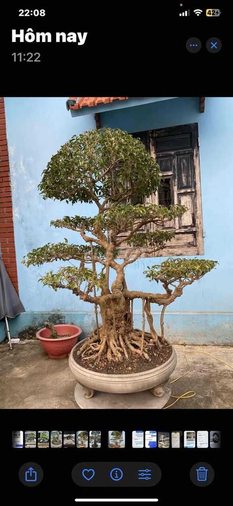 Cây cảnh Bonsai trực cổ. Mua bán Cây cảnh, đồ trang trí tại Quận Kiến An Hải Phòng được đăng bởi Cảnh Dương hình 1