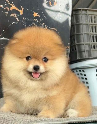 Chó Phốc Sóc màu vàng & đen, đáng  yêu, lanh lợi