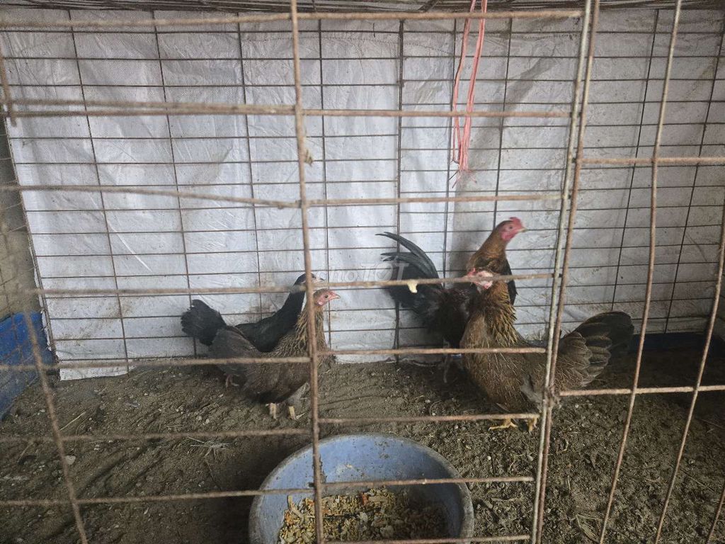 Gà cả hai màu Nâu Đen 4 con. Mua bán Gà tại Huyện Mê Linh Hà Nội được đăng bởi Hải hình 1