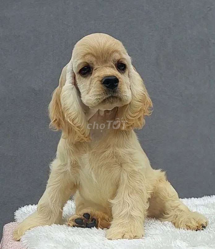 Chó American Cocker Spaniel Cái Vàng kem Nhập khẩu. Mua bán Chó tại Quận 6 Tp Hồ Chí Minh được đăng bởi Daria hình 1