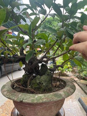 bonsai si búp đổ