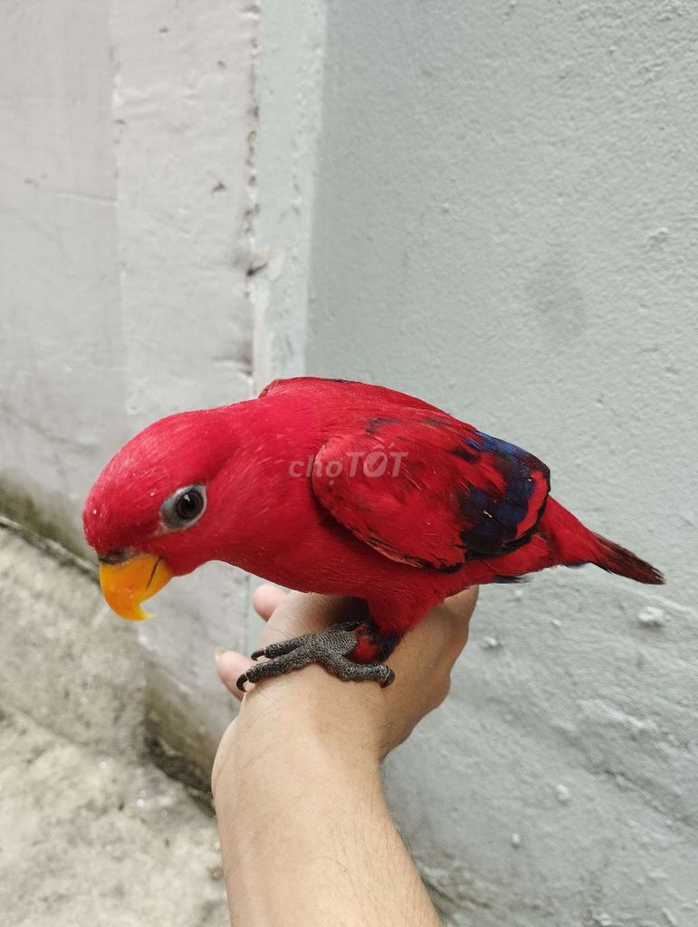 Red lory blu