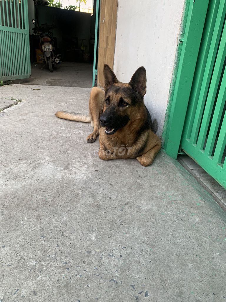 CHÓ BEC GIÊ ĐỰC. Mua bán Chó tại Thành phố Thủ Đức Tp Hồ Chí Minh được đăng bởi nguyễn bá Sơn  hình 1