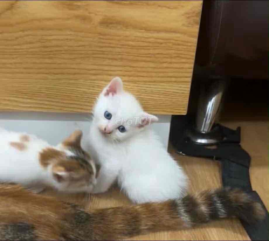 mèo 2 tháng đã biết ăn và đi vệ sinh. Mua bán Mèo tại Quận Gò Vấp Tp Hồ Chí Minh được đăng bởi Trần Hoàng Anh Thư hình 1