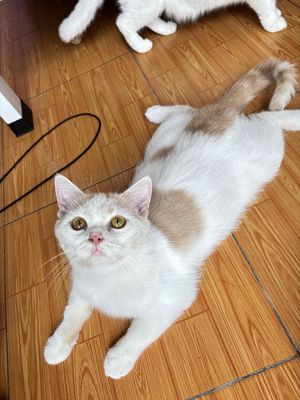 MÈO ĐỰC ALN - MẸ SILVER - BA BICOLOR. Mua bán Mèo tại Quận Bình Tân Tp Hồ Chí Minh được đăng bởi Phương Anh