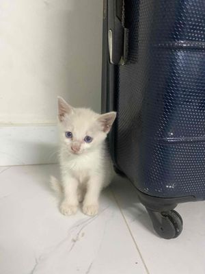 cả 3 bé mèo anh lông dài. Mua bán Mèo tại Huyện Nhà Bè Tp Hồ Chí Minh được đăng bởi Nội thất cơ khí Xuân Sắt