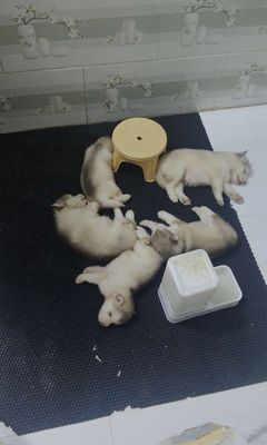Chó Alaska Đực hồng phấn ba nhập Trung