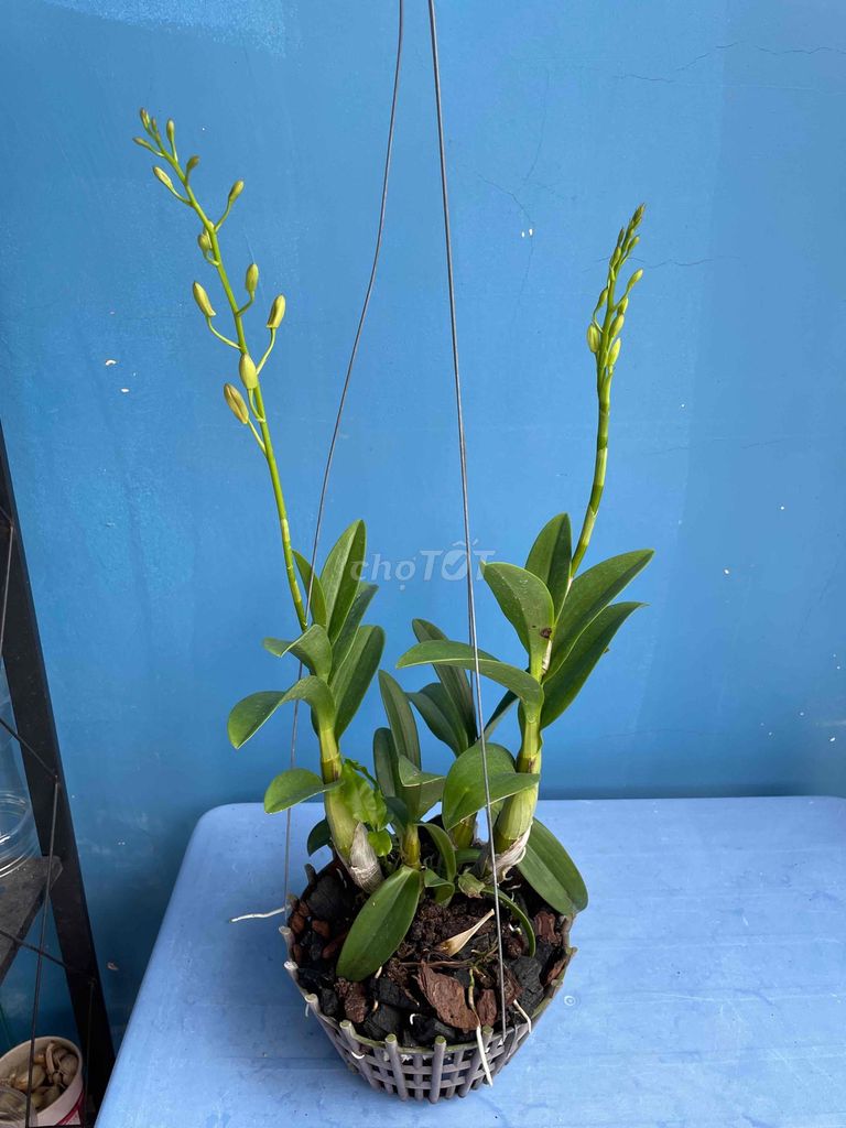Lan Dendro Đang nụ hoa. Mua bán Cây cảnh, đồ trang trí tại Huyện Hóc Môn Tp Hồ Chí Minh được đăng bởi Trần Bảo Châu hình 1