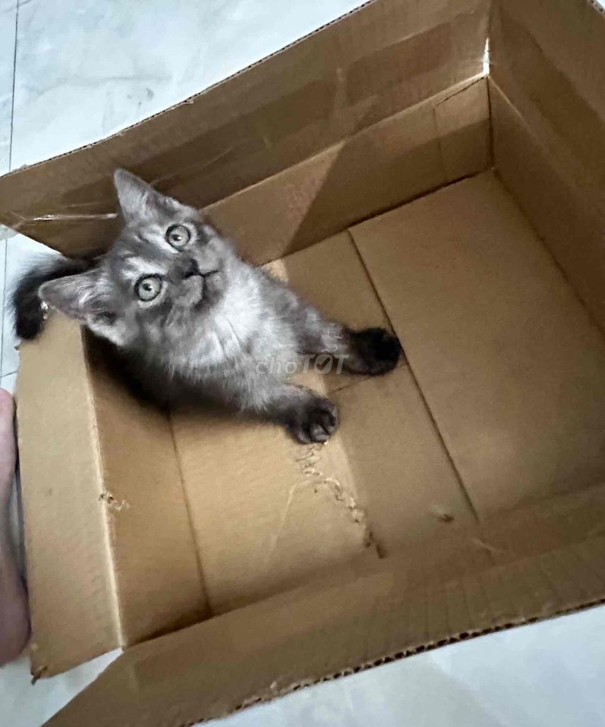 Mèo lai Xám. Mua bán Mèo tại Thành phố Quảng Ngãi Quảng Ngãi được đăng bởi Phương Chi hình 1