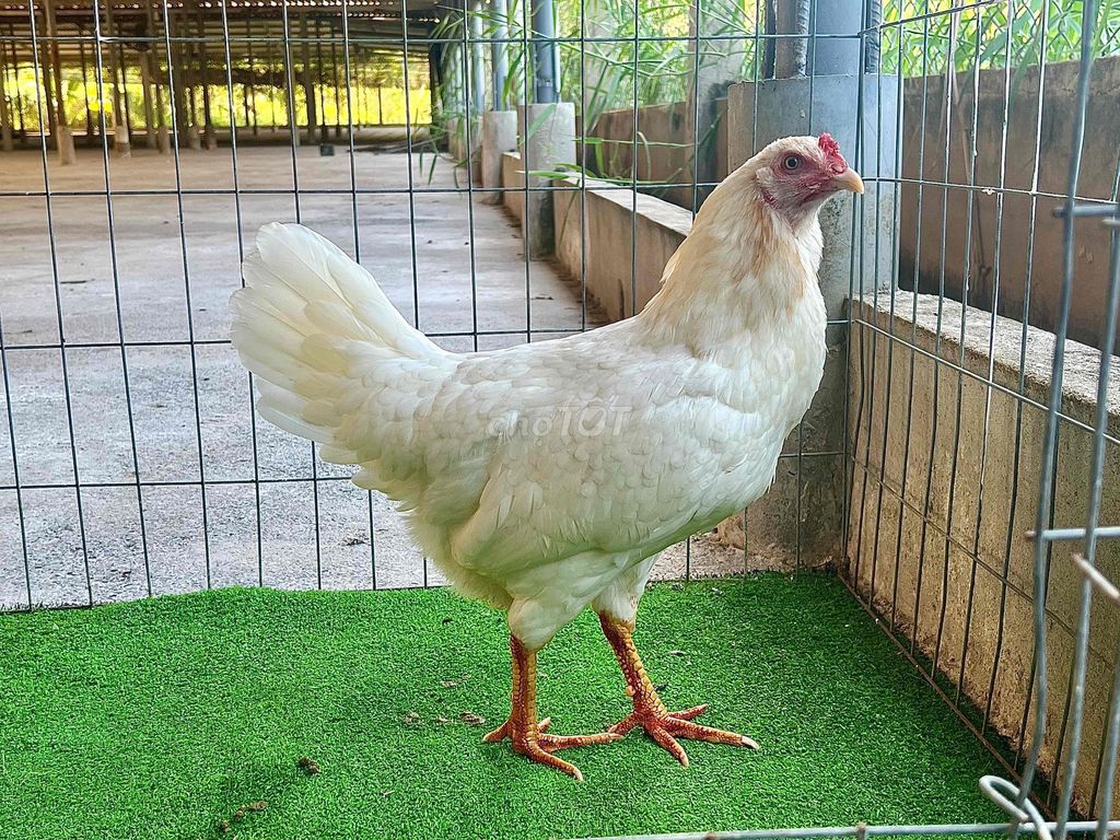 Mái bướm tơ 2.3kg. Mua bán Gà tại Huyện Ba Tri Bến Tre được đăng bởi Trần Lâm hình 1