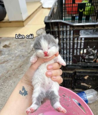 tìm sen cho 2 bé chân ngắn. Mua bán Mèo tại Quận Cái Răng Cần Thơ được đăng bởi Mai Hưng Thịnh