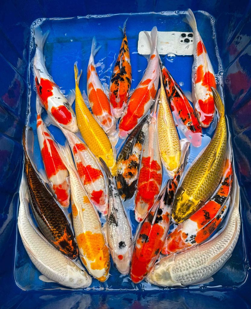 10kg KOI F1 Nhật chuẩn đẹp 25-35cm giá rẻ