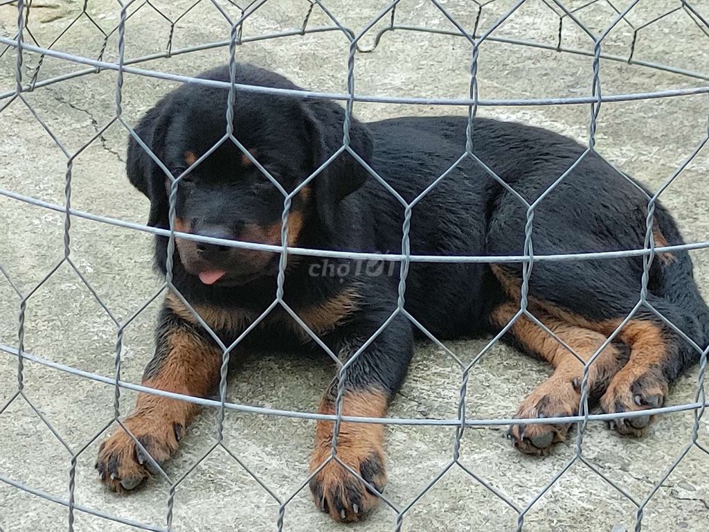 Rottweiler Làm Giống.Rottweiler. Mua bán Chó tại Thành phố Biên Hòa Đồng Nai được đăng bởi Nhân Rottweiler  hình 3