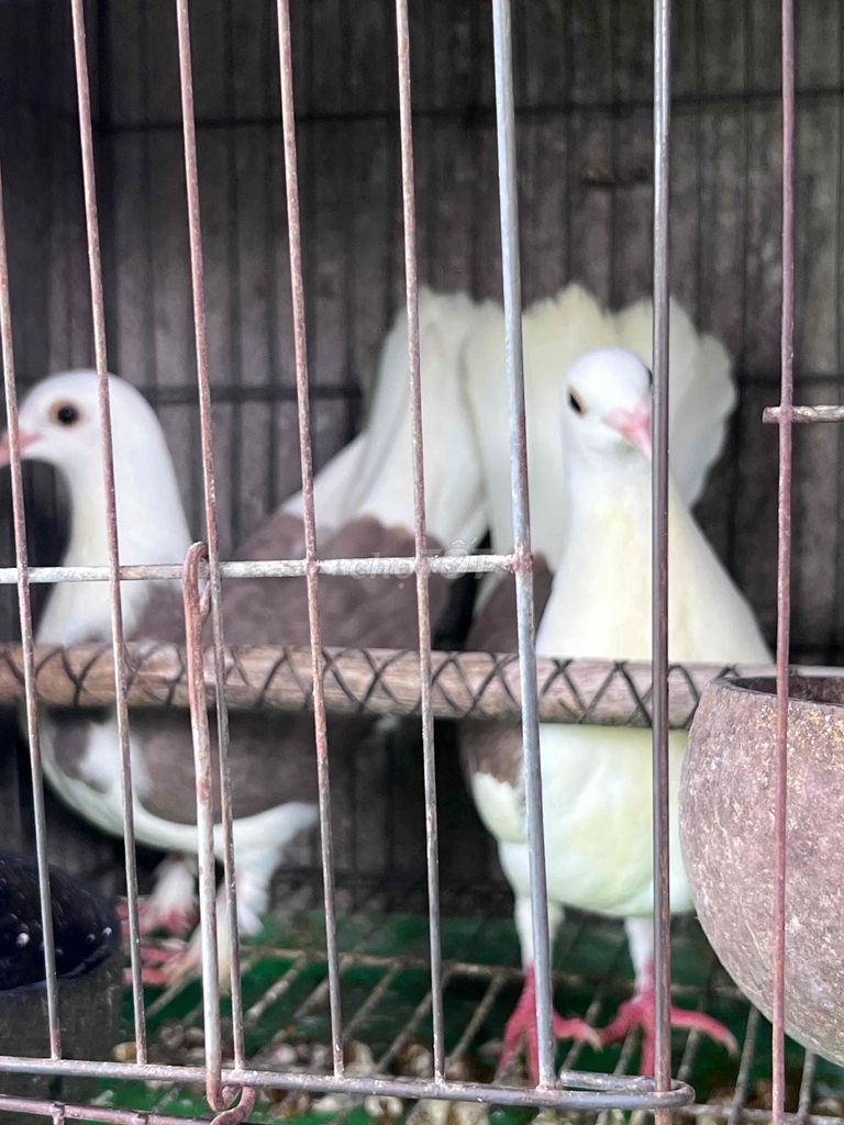 Bồ câu Trắng Nâu Cả hai. Mua bán Chim tại Quận 6 Tp Hồ Chí Minh được đăng bởi Letuankhang hình 1