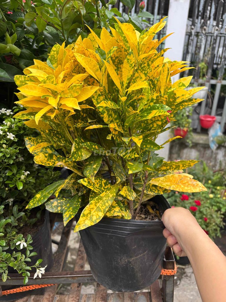 Cây cành vàng lá ngọc. Mua bán Cây cảnh, đồ trang trí tại Huyện Hóc Môn Tp Hồ Chí Minh được đăng bởi Nguyễn Thị Minh Huyền hình 1