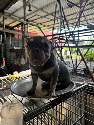 Chó Bulldog Pháp đực cái 8 tháng