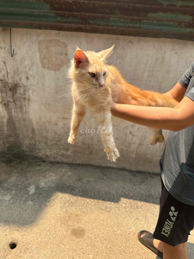 Mèo Ragdoll Vàng cam. Mua bán Mèo tại Quận Nam Từ Liêm Hà Nội được đăng bởi Phạm Tùng hình 1