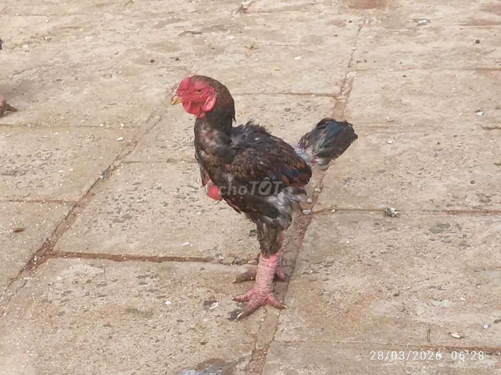 Gà trống nuôi cảnh. Mua bán Gà tại Huyện Ea Kar Đắk Lắk được đăng bởi thắng hình 1