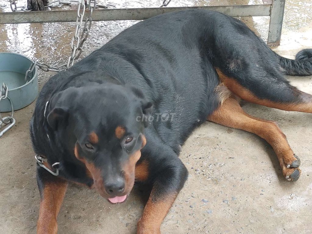 Cái Zin.Chưa Sinh. Mua bán Chó tại Quận 12 Tp Hồ Chí Minh được đăng bởi Nhân Rottweiler  hình 3