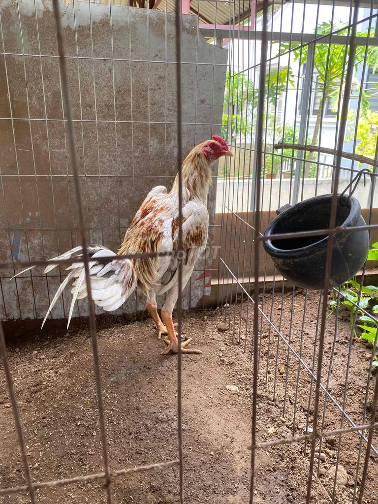 Gà chọi Pakoy Thái Lan. Mua bán Gà tại Quận Tây Hồ Hà Nội được đăng bởi Nguyen manh lâm hình 1