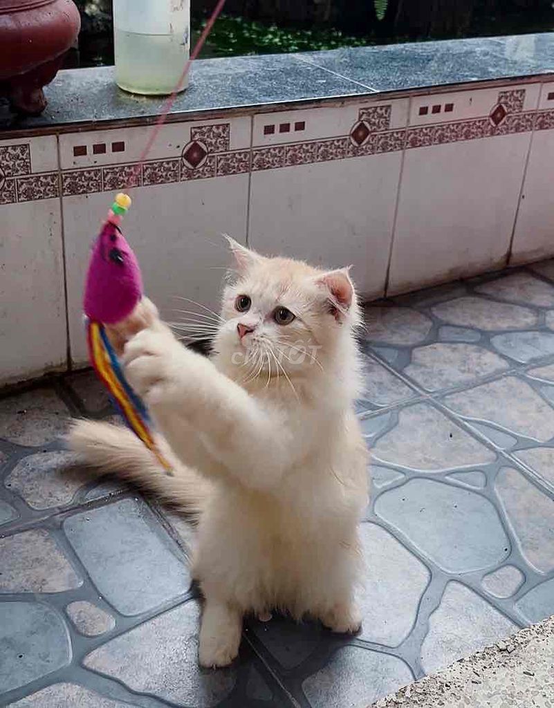 Mèo Anh lông dài xù xinh xắn. Mua bán Mèo tại Huyện Hóc Môn Tp Hồ Chí Minh được đăng bởi SOLY CATS hình 1