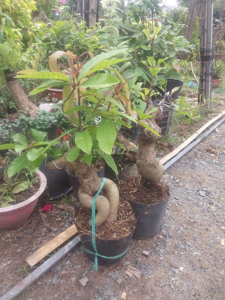 THANH LÝ CÂY BONSAI HOT 39... Mua bán Cây cảnh, đồ trang trí tại Thành phố Bến Tre Bến Tre được đăng bởi ĐỘC ĐẸP hình 1