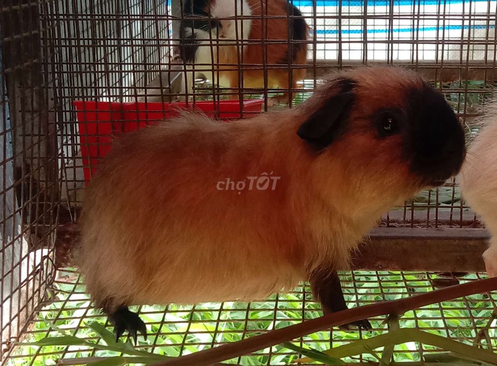 Bọ Ú Đa dạng Việt Thái Mỹ. Mua bán Thú cưng khác tại Huyện Cái Bè Tiền Giang được đăng bởi Bọ Ú Vườn thú tại home  hình 1