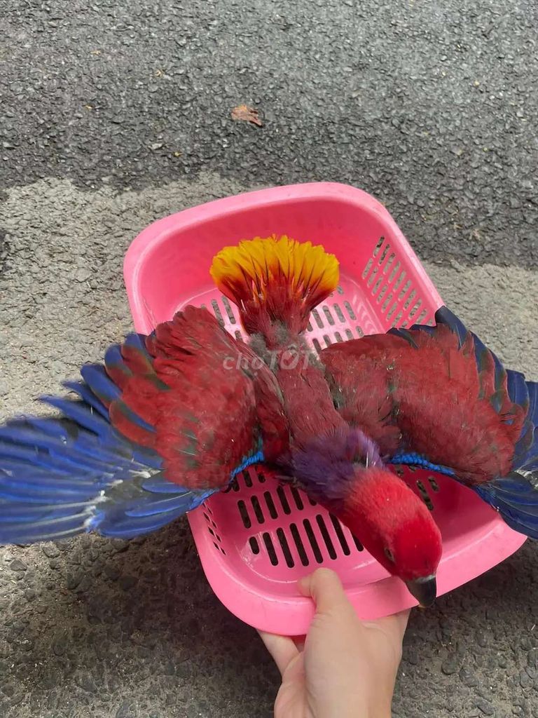 Vẹt Đỏ Vàng Xanh Khỏe mạnh. Mua bán Chim tại Quận Cầu Giấy Hà Nội được đăng bởi Shop chim vẹt  hình 1