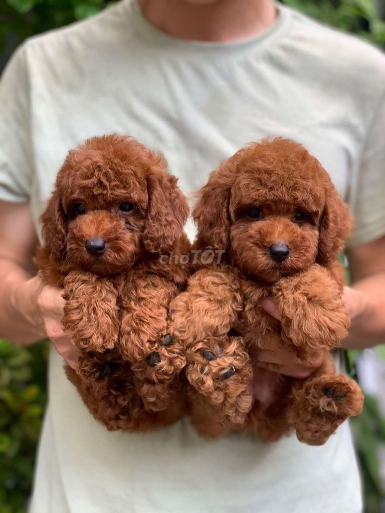 Chó Poodle Đực Cái Nâu Vàng Đã Tiêm. Mua bán Chó tại Quận 6 Tp Hồ Chí Minh được đăng bởi Thomnguyen hình 1