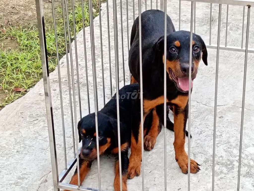 Chó Rottweiler Đen vàng Làm giống, giữ nhà. Mua bán Chó tại Quận 12 Tp Hồ Chí Minh được đăng bởi Nhân Rottweiler  hình 1