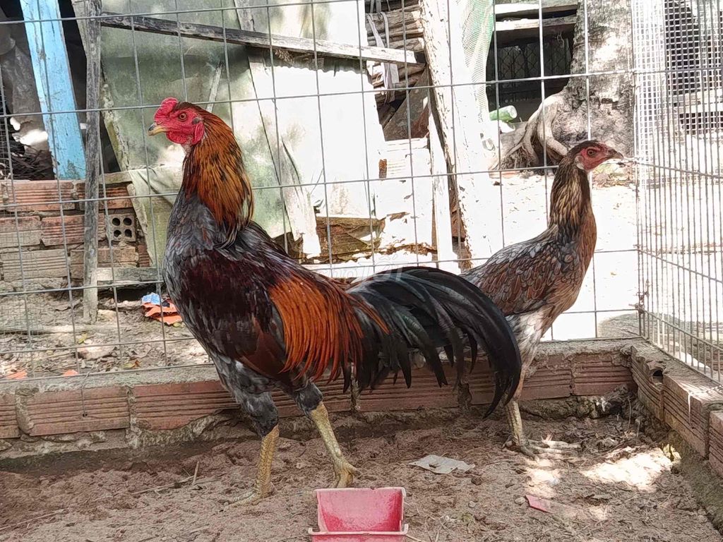 xám chân xanh. Mua bán Gà tại Huyện Châu Thành An Giang được đăng bởi Trần Minh Vũ hình 1
