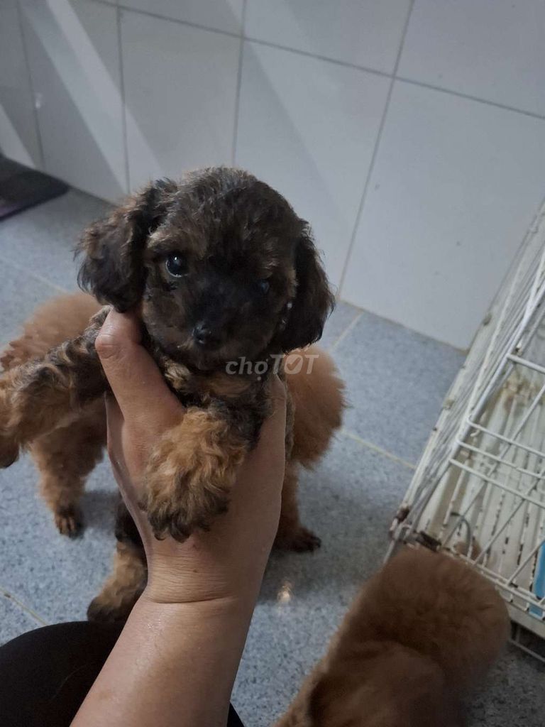 Poodle cái size nhỏ