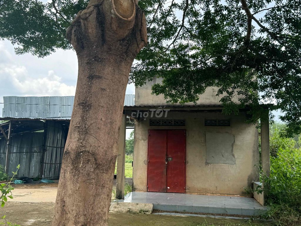 1 HECTA ĐẤT CÓ NHÀ MẶT TIỀN ĐƯỜNG NHỰA TIỆN TRỒNG TRỌT,NHÀ XƯỞNG, BP. Cho thuê đất tại Huyện Lộc Ninh Bình Phước được đăng bởi Phạm Thị Hoàng Diễm hình 1
