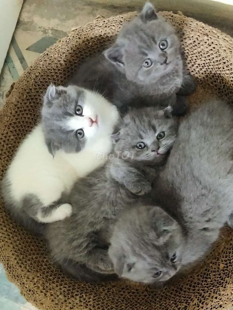 Mèo Tai cụp Xám mềm mượt. Mua bán Mèo tại Huyện Gia Lâm Hà Nội được đăng bởi Hoahoa hình 1