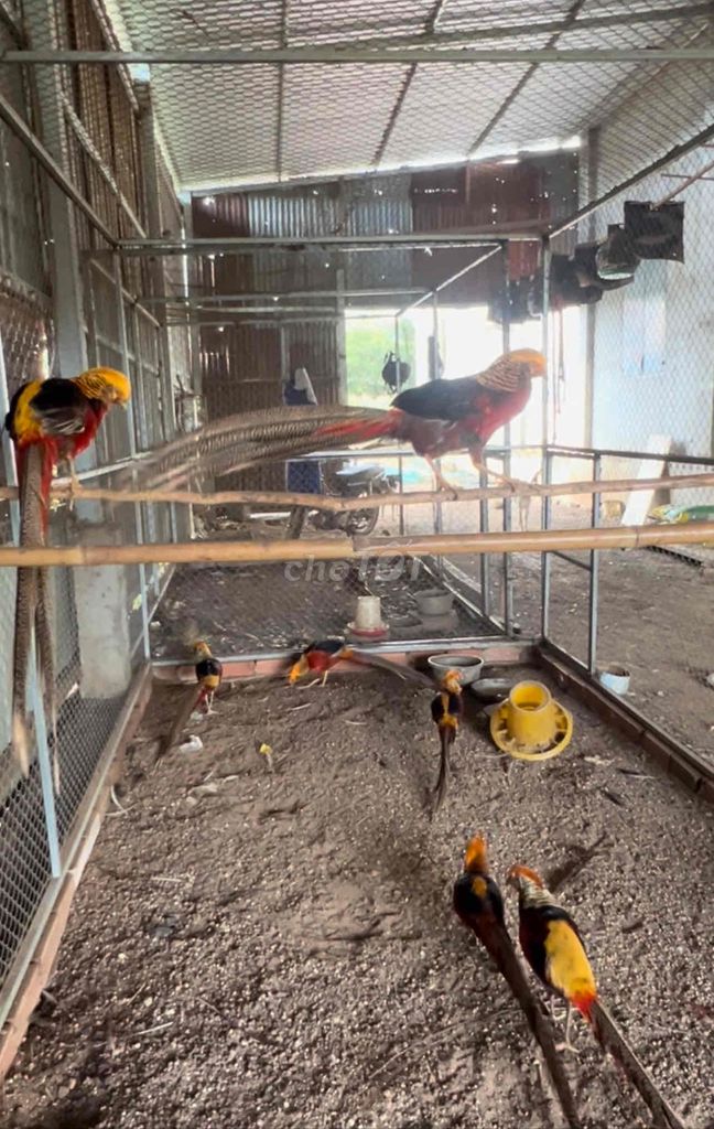 CHIM TRĨ 7 MÀU ĐỎ, NUÔI TRÊN 2 NĂM. Mua bán Chim tại Thành phố Thủ Đức Tp Hồ Chí Minh được đăng bởi VUI VẺ Tiệm cơm hình 5