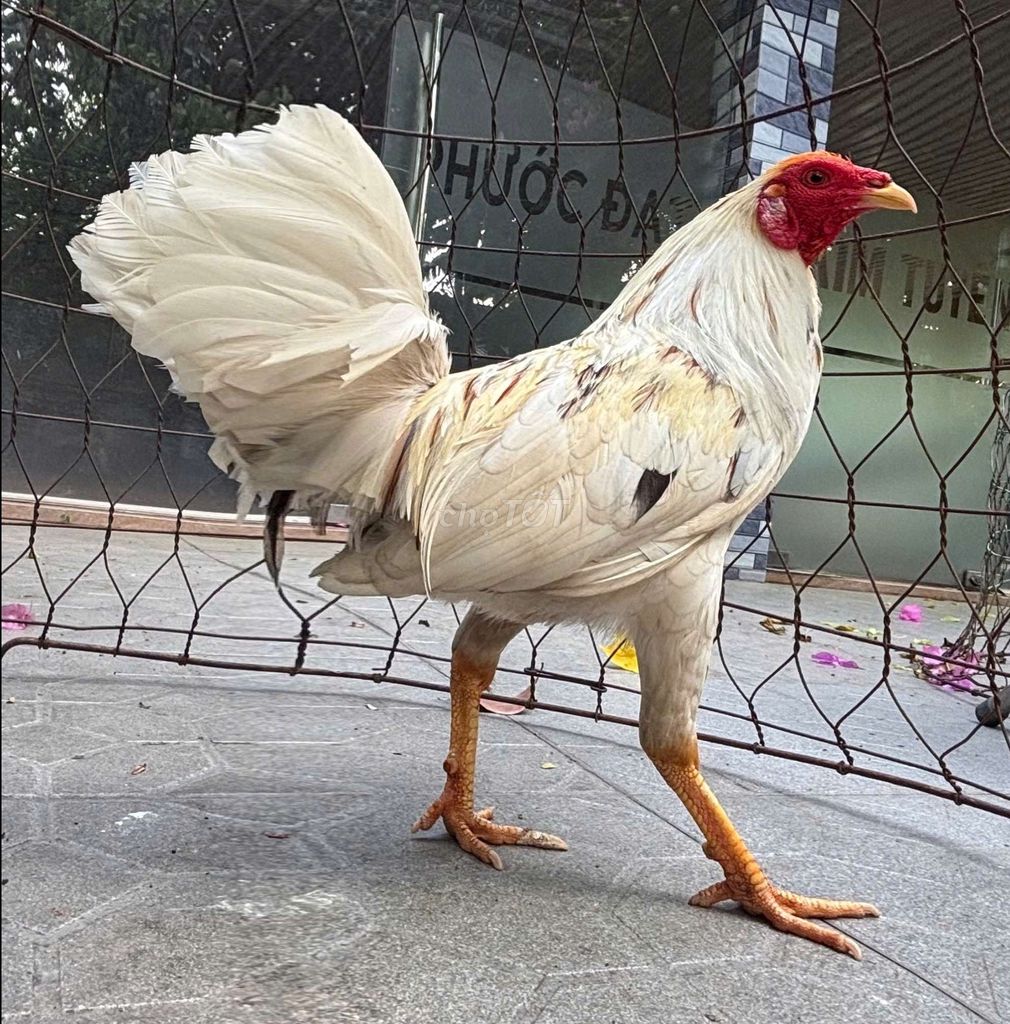 Gà Trắng 1.33kg. Mua bán Gà tại Quận 12 Tp Hồ Chí Minh được đăng bởi tran tan duy hình 1