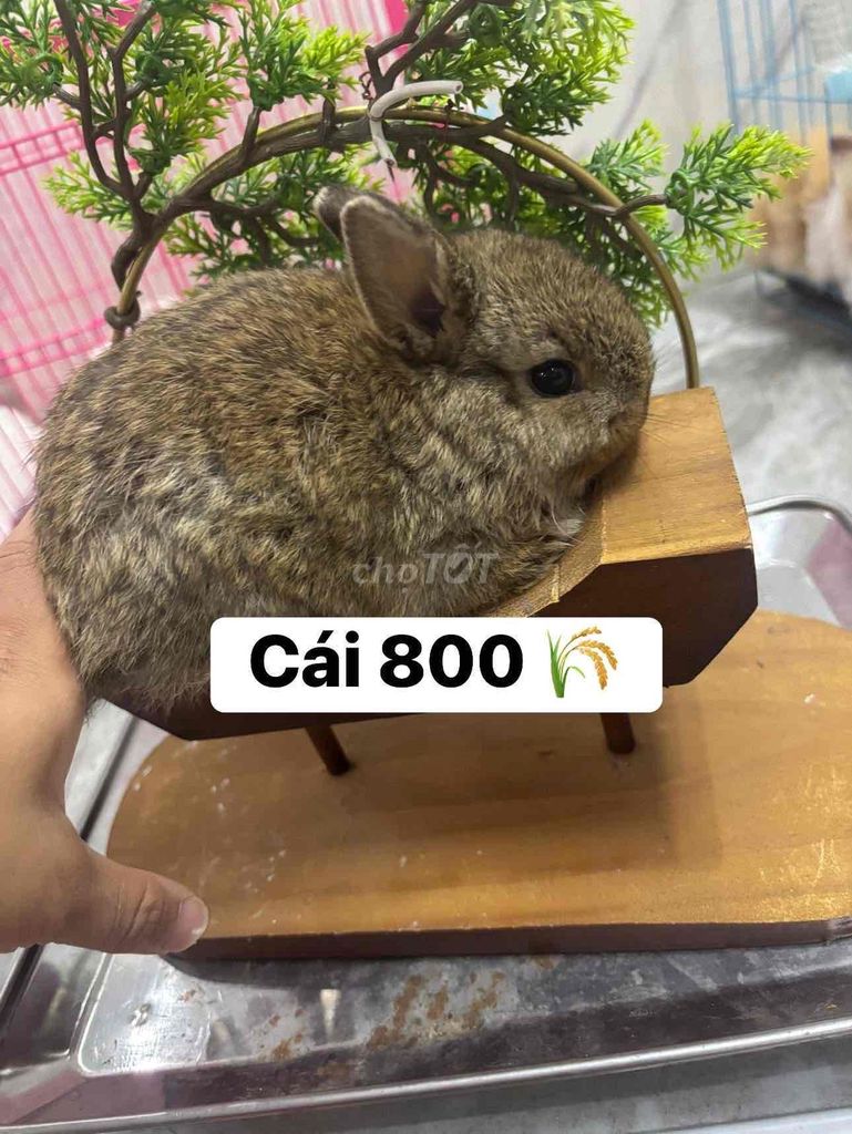 Thỏ Hà Lan nhỏ cái 50 ngày. Mua bán Thú cưng khác tại Quận Bắc Từ Liêm Hà Nội được đăng bởi Mimi hình 1