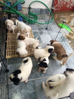 Chó Nhật nhiều màu