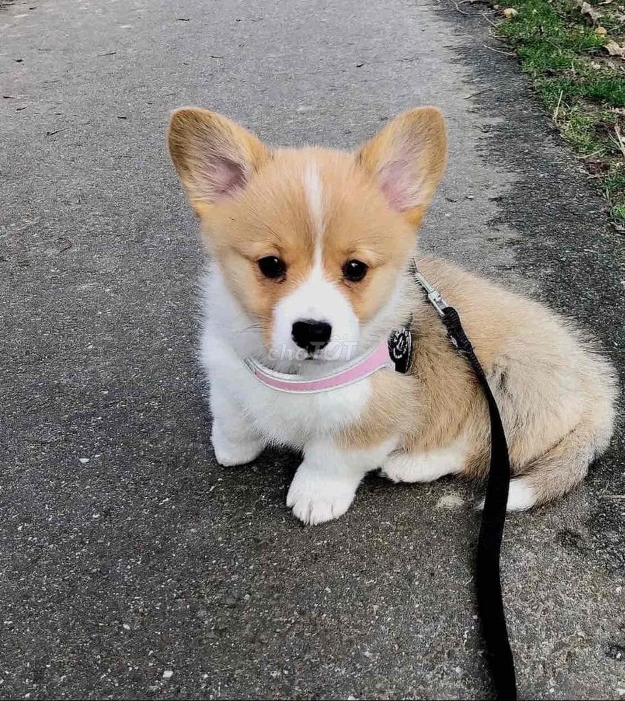 Corgi Puppy full giấy tờ