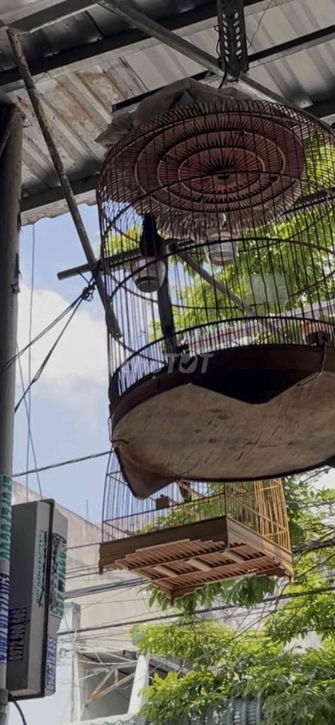 Chim chào mào. Mua bán Chim tại Thành phố Thuận An Bình Dương được đăng bởi Duy phu hình 1