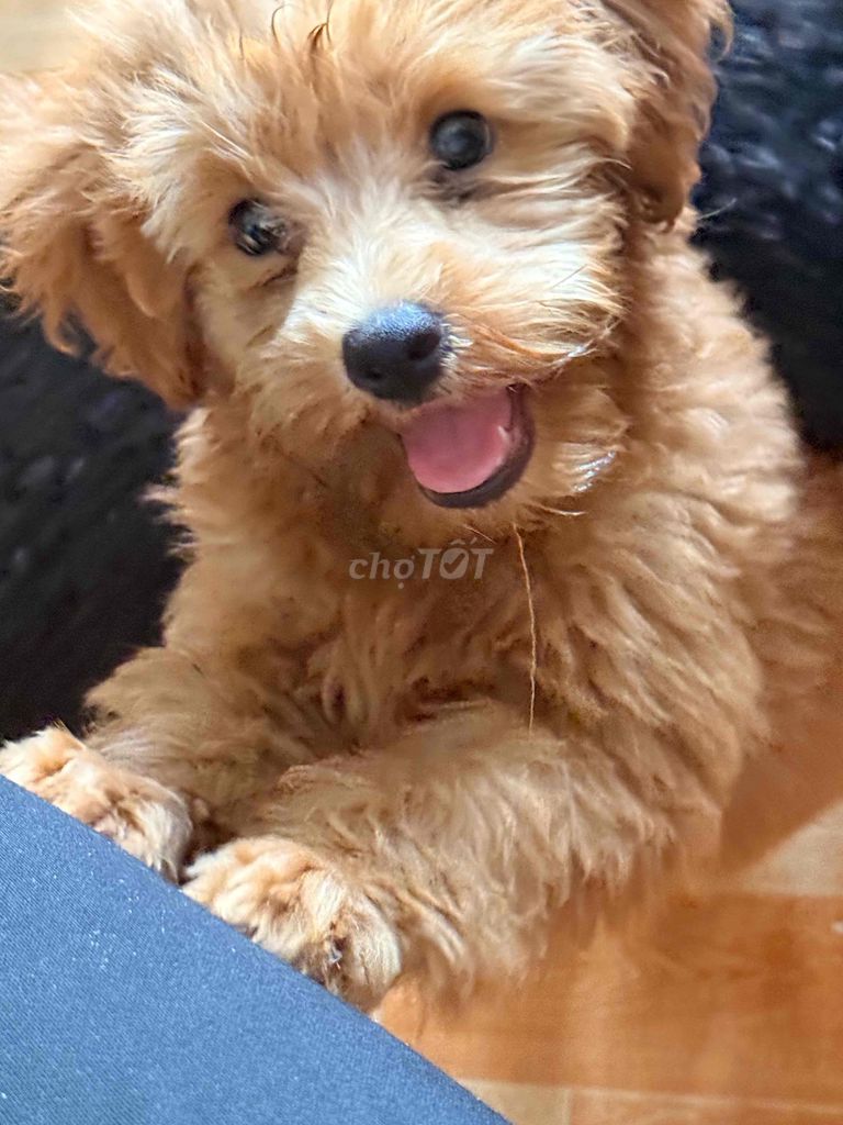 Chó cảnh Vàng Đực 2 tháng đã tiêm. Mua bán Chó tại Thành phố Thủ Đức Tp Hồ Chí Minh được đăng bởi thị hải phạm hình 1