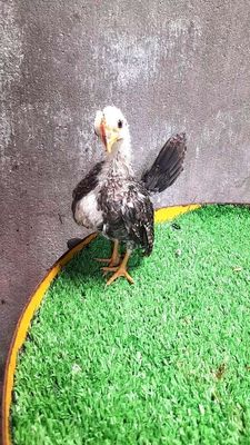 Cặp gà kiểng serama. Mua bán Gà tại Thành phố Trà Vinh Trà Vinh được đăng bởi Sơn